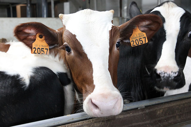 De stal heeft totaal 2.016 kalveren